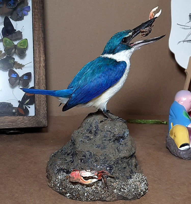 Collared Kingfisher