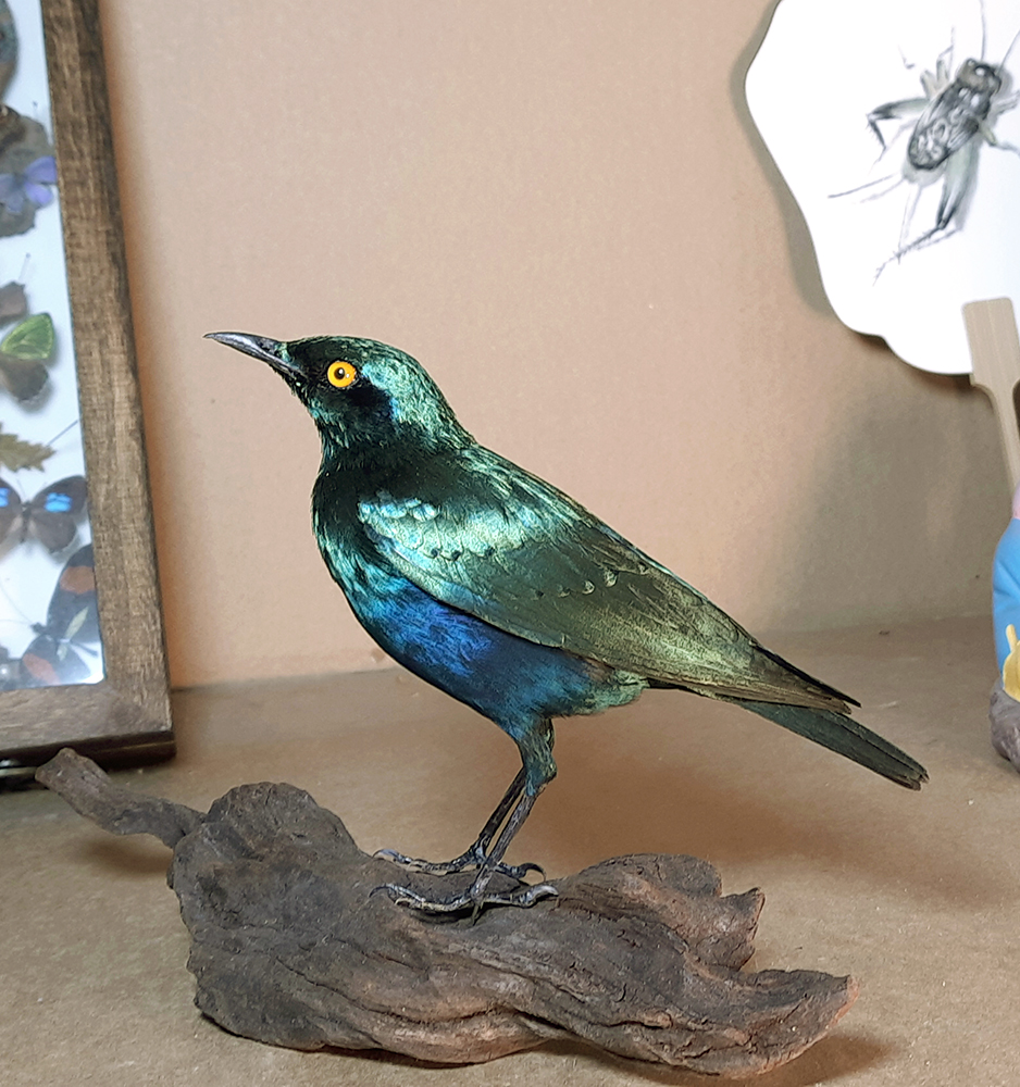 Lesser Blue-eared Starling